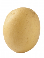 Rock